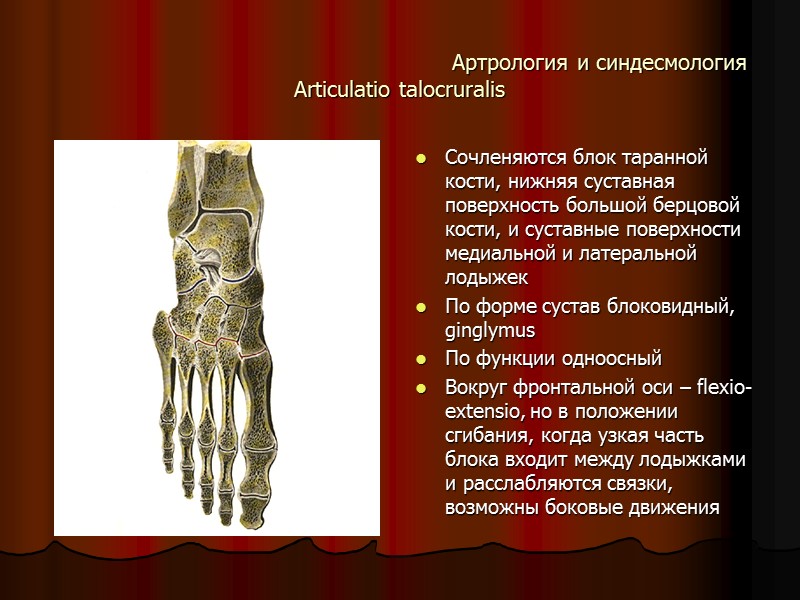 Артрология и синдесмология Articulatio talocruralis Сочленяются блок таранной кости, нижняя суставная поверхность большой берцовой